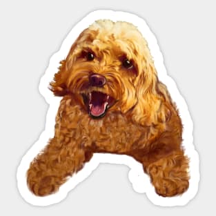 Cute smiling Cavapoo Cavoodle puppy dog - cavalier king charles spaniel poodle, puppy love Sticker